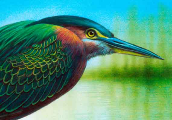 ///SEMARNAP, Publicación de Fauna de Xochimilco, 1991. 